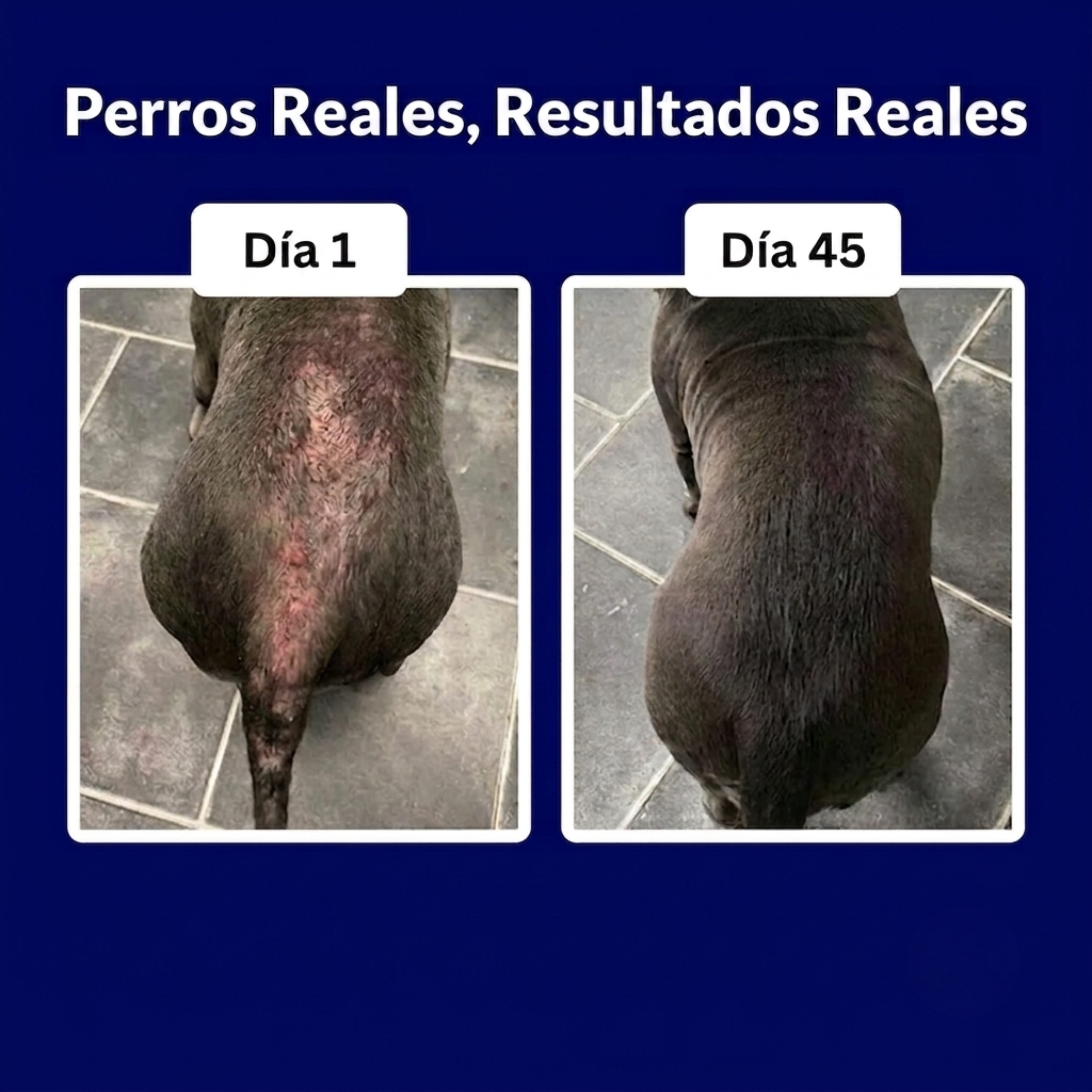 Probióticos para perro